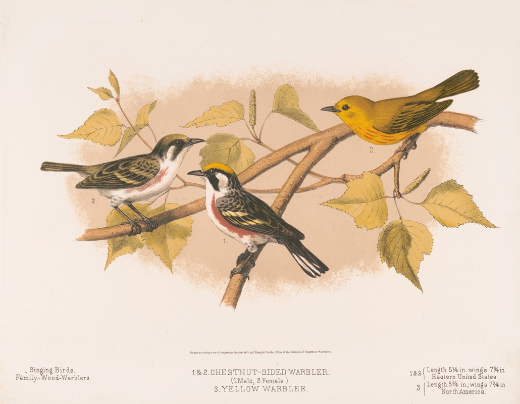 Louis Prang & Co. - 1. & 2. Chestnut-sided warbler. (1. Male, 2. Female). 3. Yellow warbler