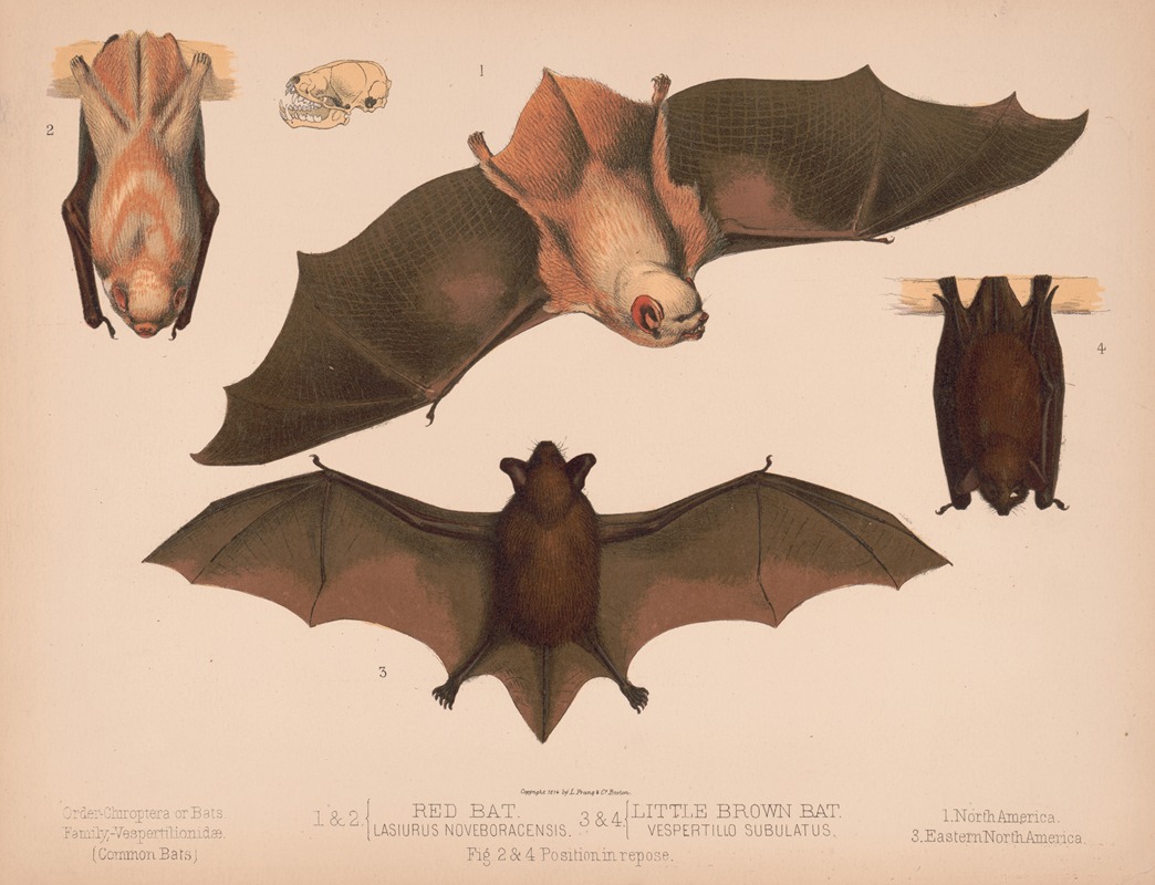 Louis Prang & Co. - 1. & 2. Red bat. Lasiurus noveboracensis 3. & 4. Little brown bat. Vespertillo subulatus