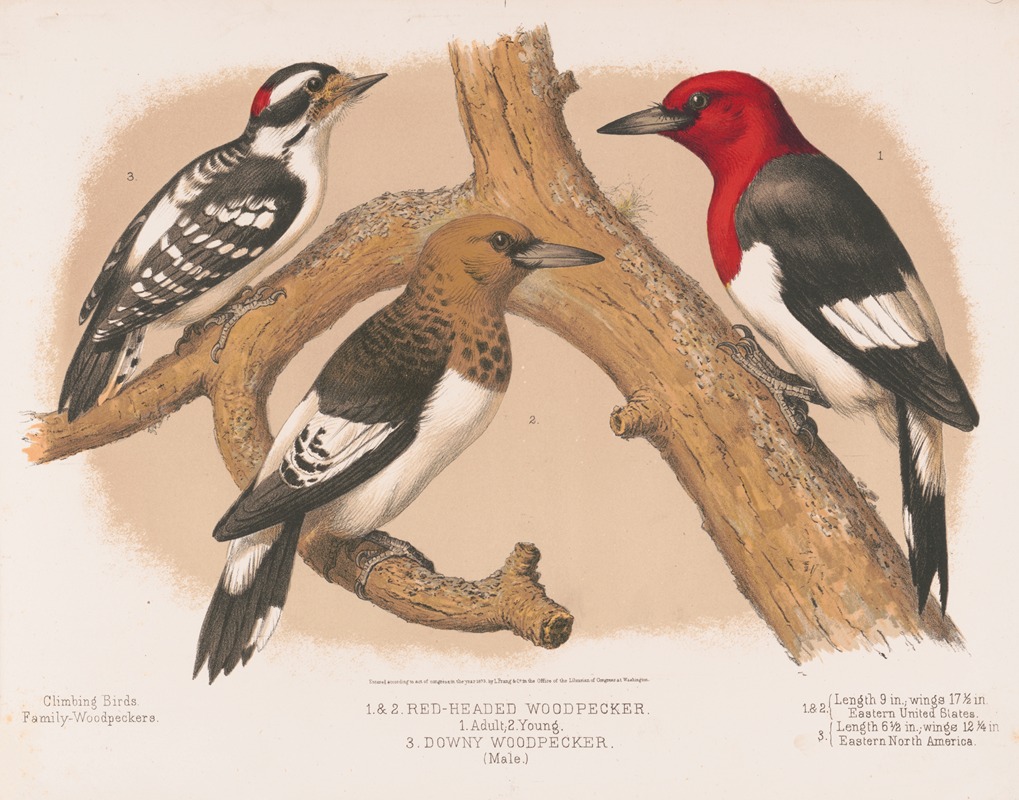 Louis Prang & Co. - 1. & 2. Red-headed woodpecker. 1. Adult. 2. Young. 3. Downy woodpecker (male)