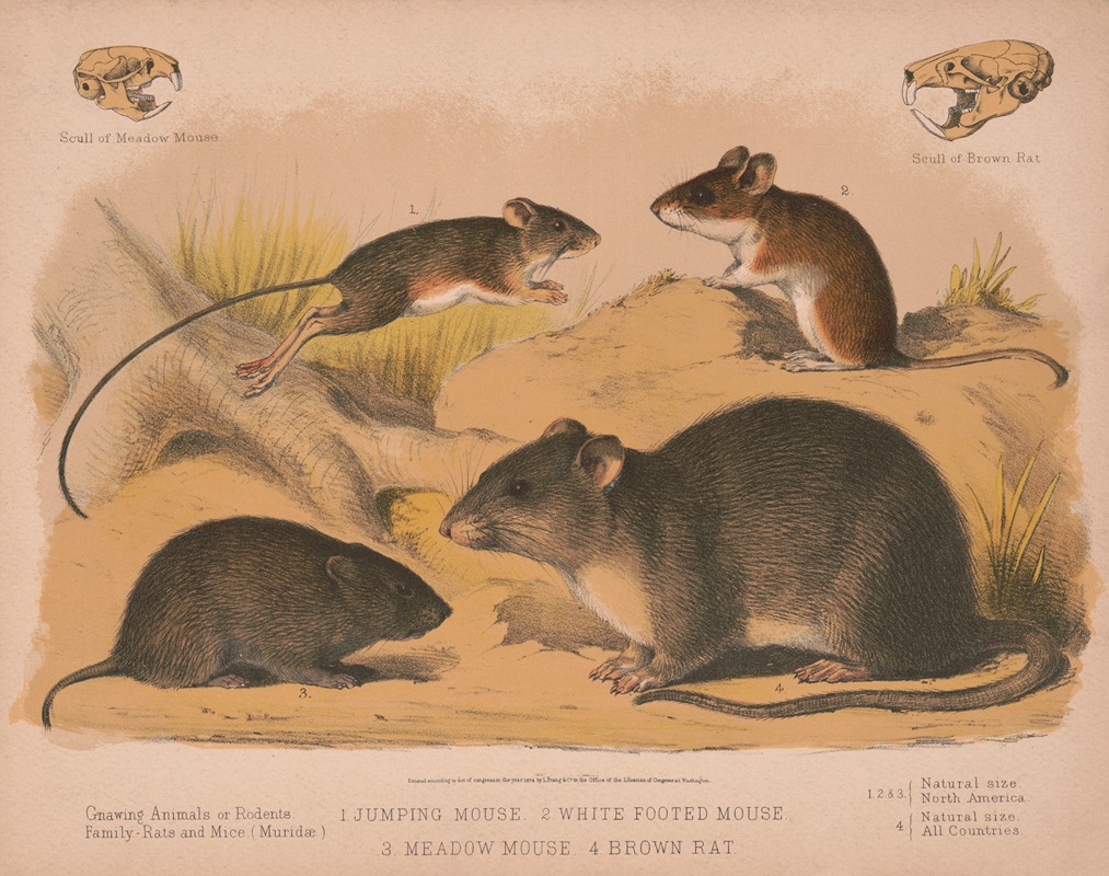 Louis Prang & Co. - 1. Jumping mouse. 2. White footed mouse. 3. Meadow mouse. 4. Brown rat