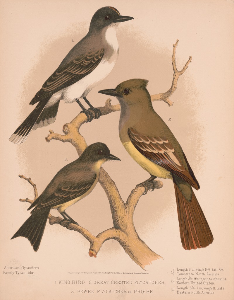 Louis Prang & Co. - 1. King bird. 2. Great crested flycatcher. 3. Pewee flycatcher or phœbe