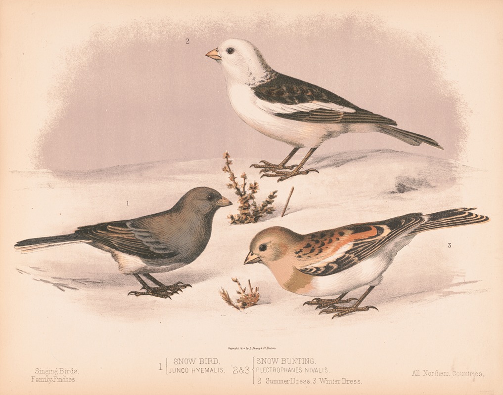 Louis Prang & Co. - 1. Snow bird. Junco hyemalis. 2. & 3. Snow buniting. Plectrophanes nivalis. 2. Summer dress. 3. Winter dress