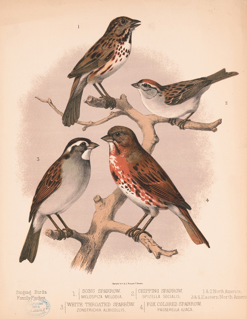 Louis Prang & Co. - 1. Song sparrow. Melospiza melodia. 2. Chipping sparrow. Spizella socialis. 3. White throated sparrow. Zonotrichia albicollis