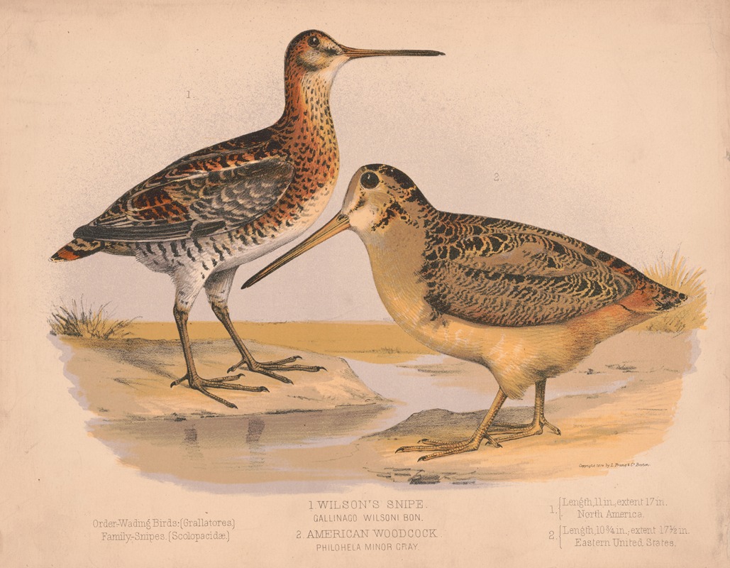 Louis Prang & Co. - 1. Wilson’s snipe. Gallinago wilsoni bon. 2. American woodcock. Philohela minor gray