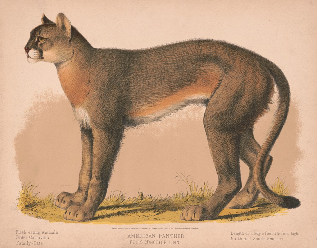 Louis Prang & Co. - American panther – Felis concolor linn