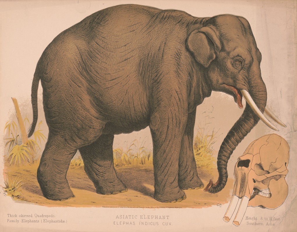 Louis Prang & Co. - Asiatic elephant – Elephas indicus cuv