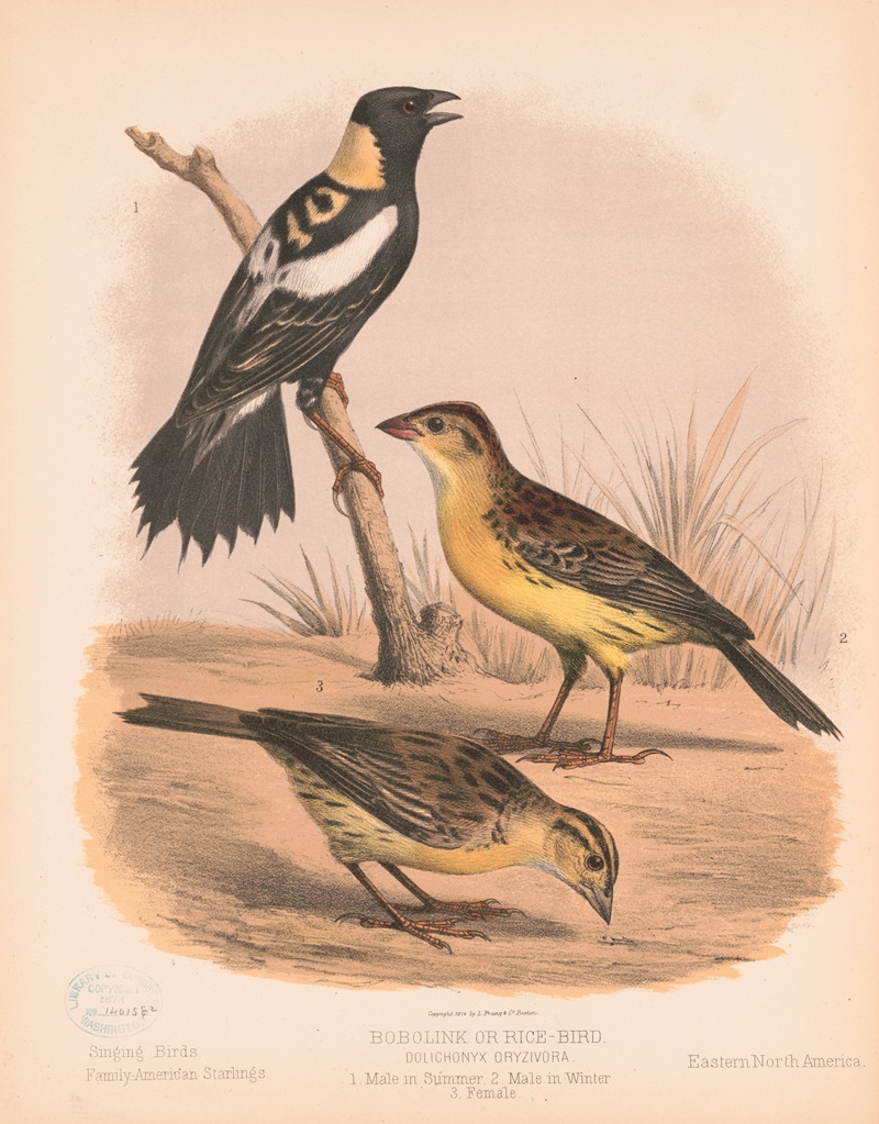 Louis Prang & Co. - Bobolink or Rice-bird. Dolichonyx oryzivora. 1. Male in summer. 2. Male in winter. 3. Female