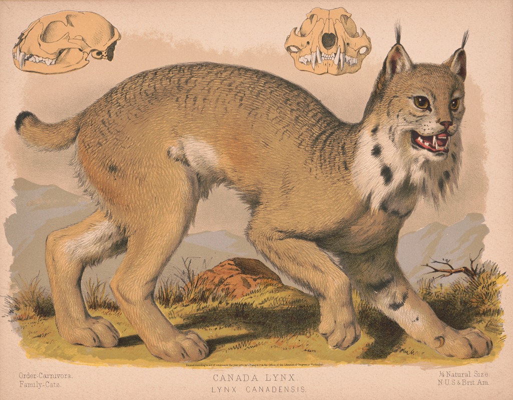 Louis Prang & Co. - Canada lynx – Lynx Canadensis