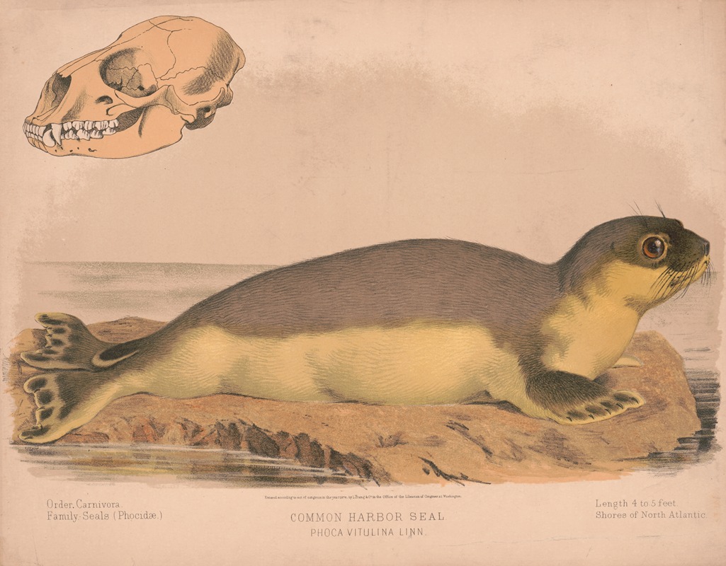 Louis Prang & Co. - Common harbor seal – Phoca vitulina linn