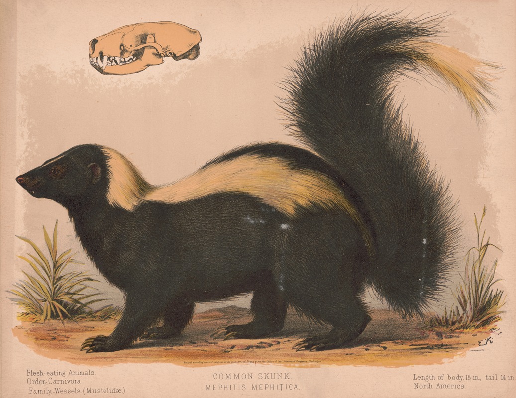 Louis Prang & Co. - Common skunk – Mephitis mephitica