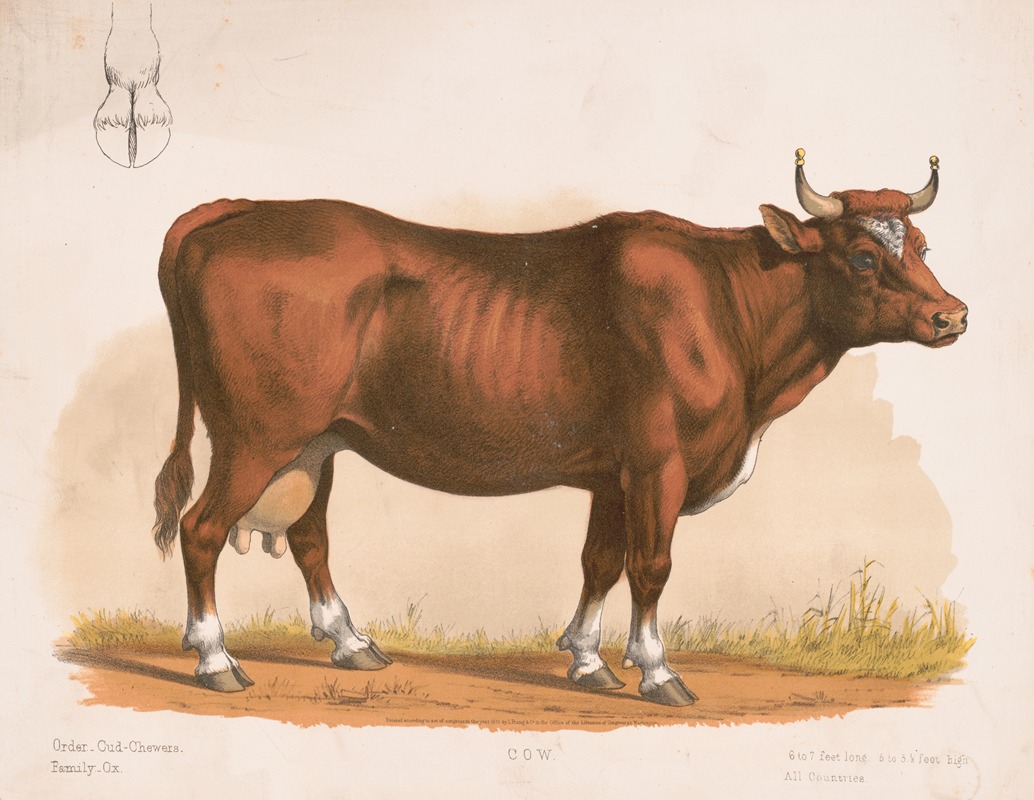 Louis Prang & Co. - Cow