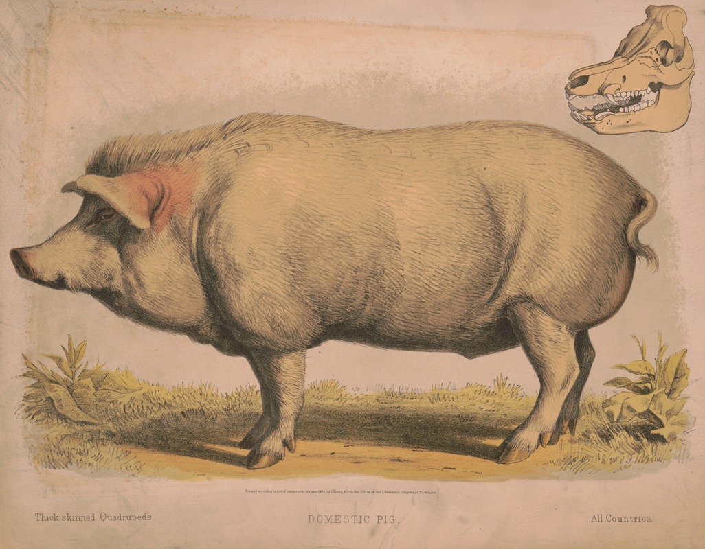 Louis Prang & Co. - Domestic pig