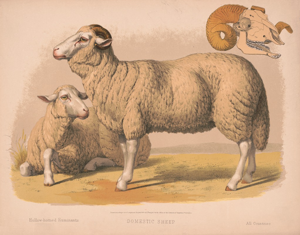 Louis Prang & Co. - Domestic sheep