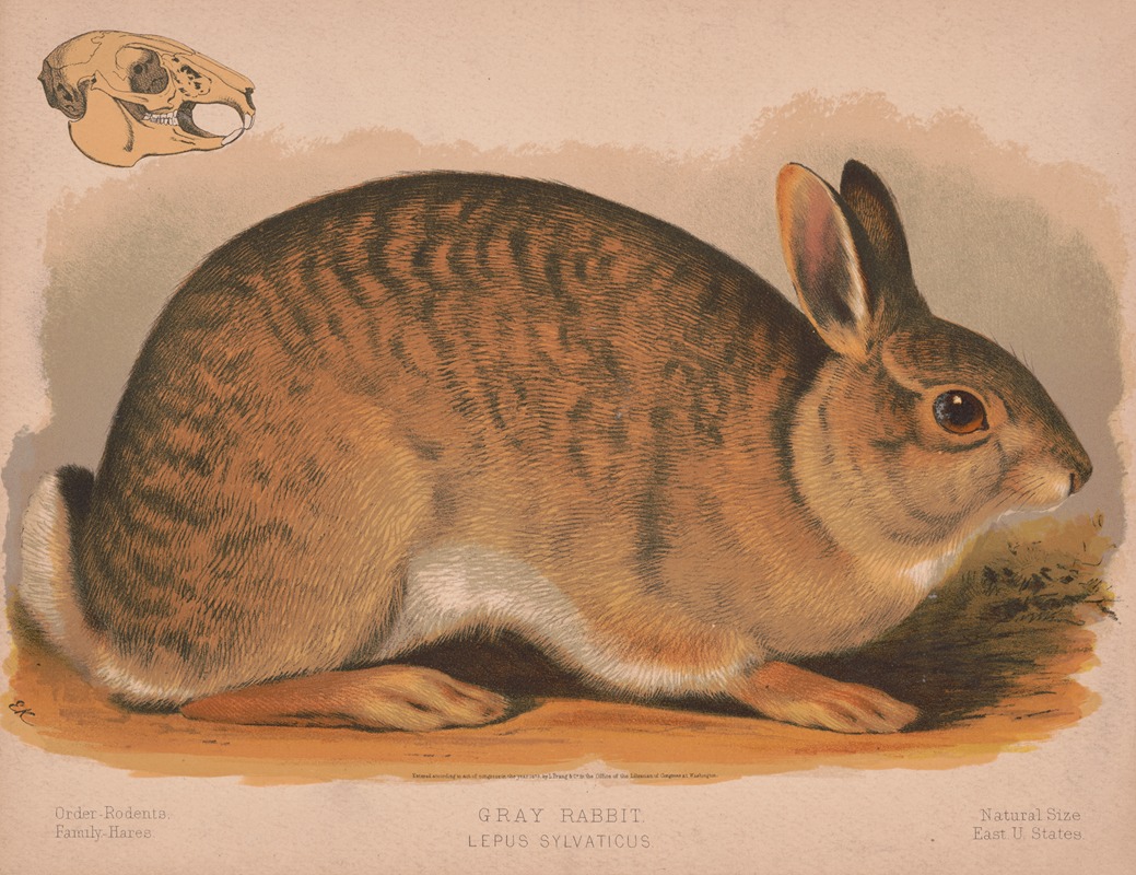 Louis Prang & Co. - Gray rabbit – Lepus sylvaticus