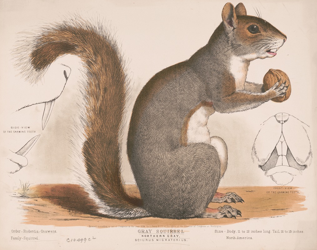 Louis Prang & Co. - Gray squirrel, Northern gray, Sciurus migratorius