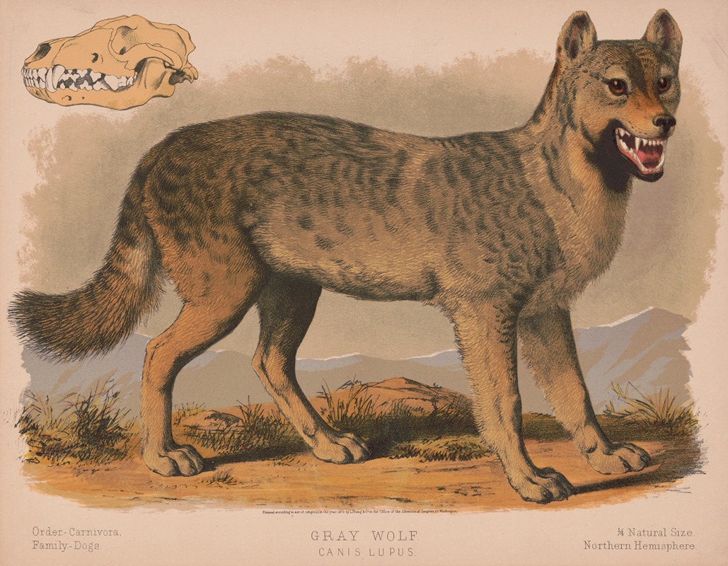 Louis Prang & Co. - Gray wolf – Canis lupus