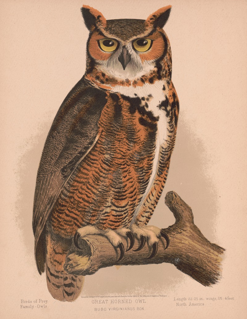 Louis Prang & Co. - Great horned owl. Bubo virginianus bon