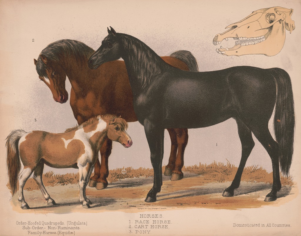 Louis Prang & Co. - Horses. 1. Race horse. 2. Cart horse. 3. Pony