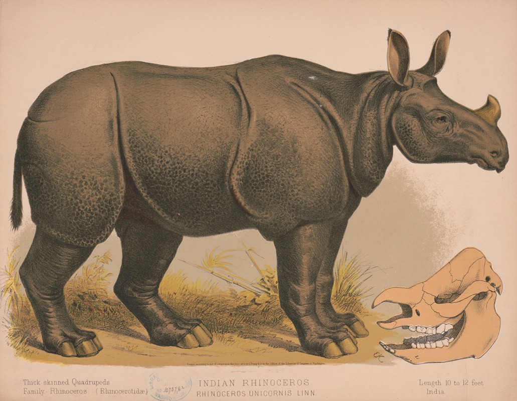 Louis Prang & Co. - Indian rhinoceros. Rhinoceros unicornis linn