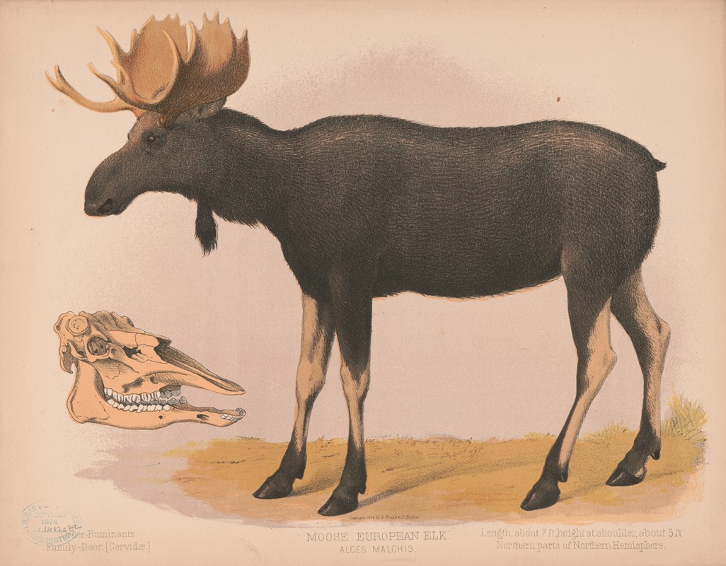 Louis Prang & Co. - Moose. European elk. Alces malchis