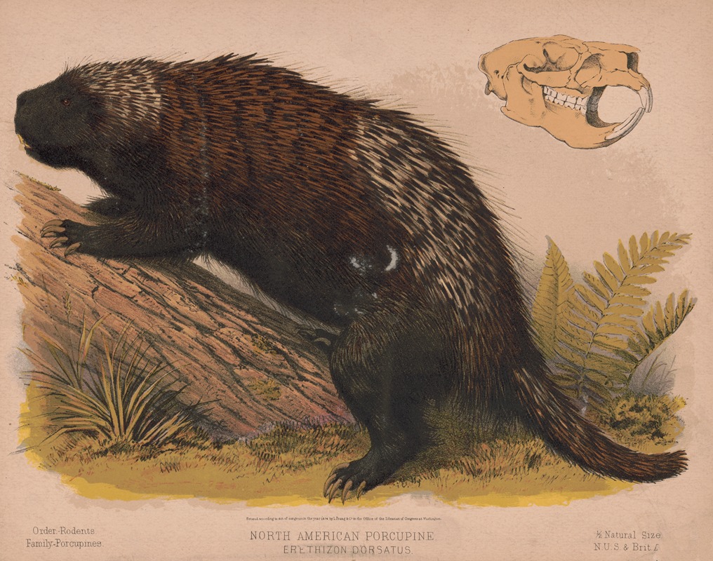 Louis Prang & Co. - North American porcupine – Erethizon dorsatus