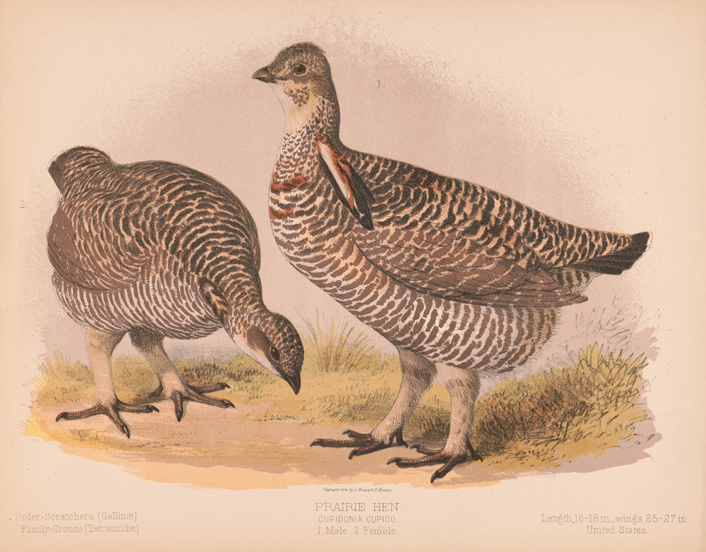 Louis Prang & Co. - Prairie hen. Cupidonia cupido. 1. Male. 2. Female