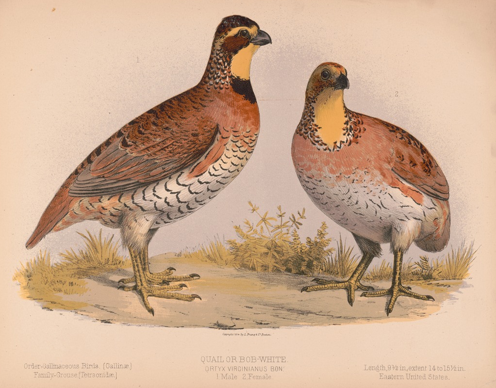 Louis Prang & Co. - Quail or Bob-White. Ortyx virginianus bon. 1. Male. 2. Female