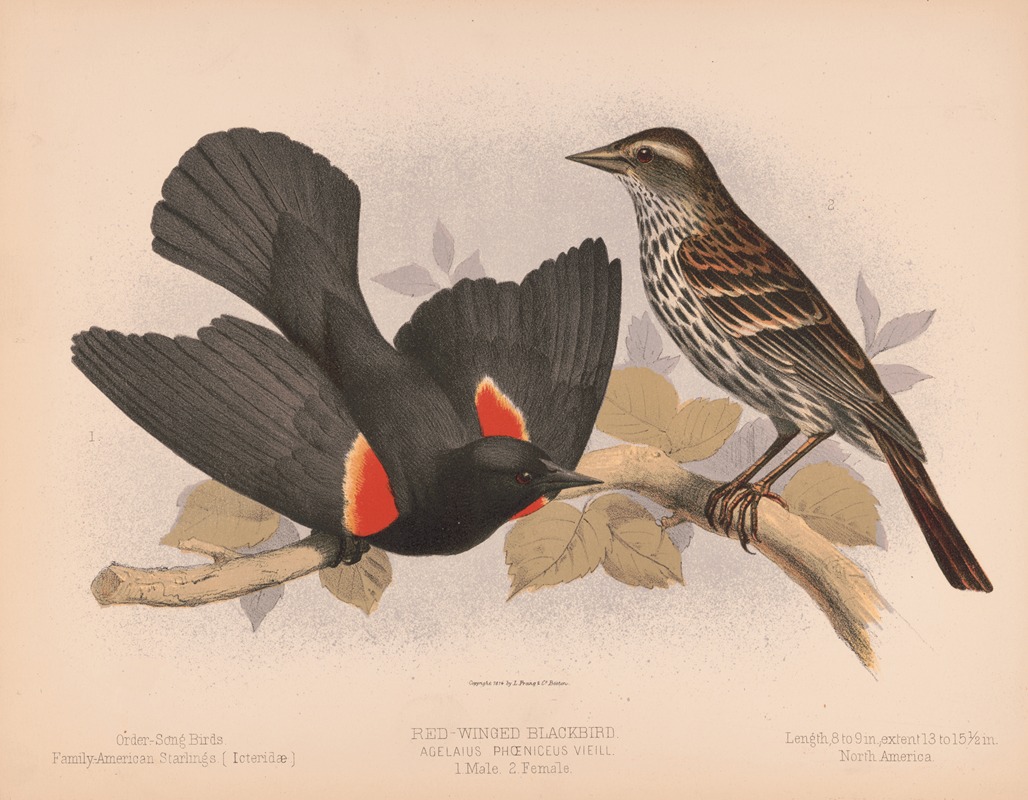 Louis Prang & Co. - Red-winged blackbird. Agelaius phœniceus vieill. 1. Male. 2. Female