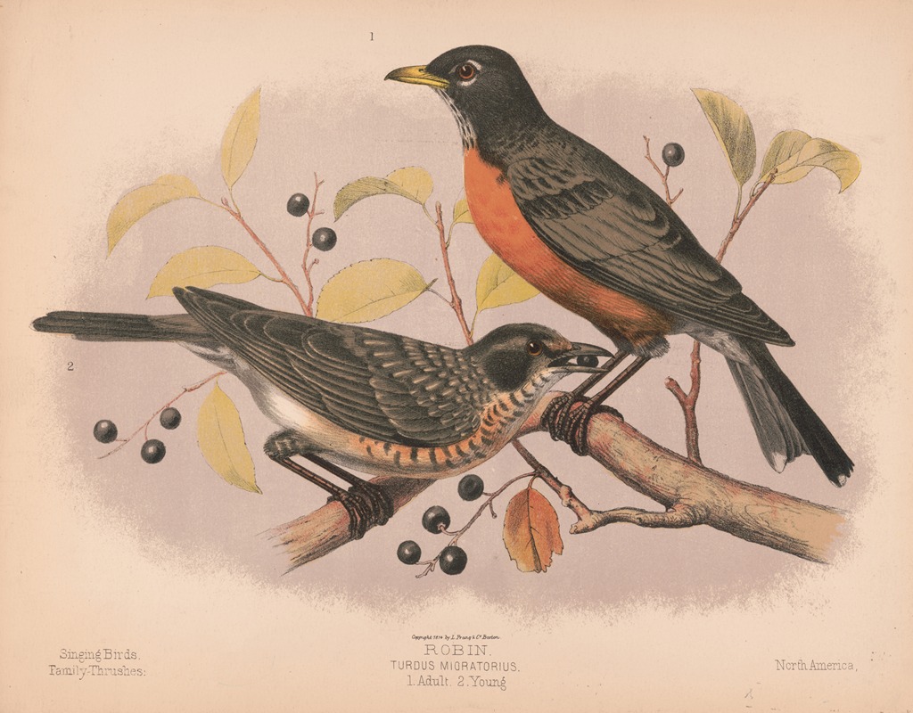 Louis Prang & Co. - Robin. Turdus migratorius. 1. Adult. 2. Young