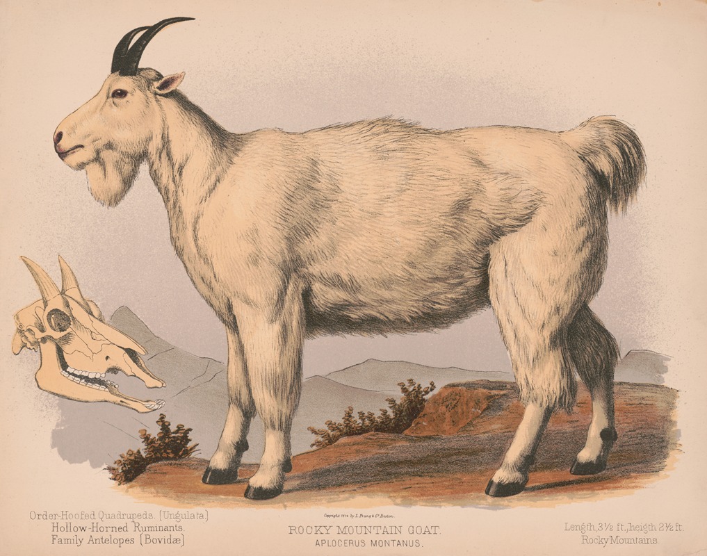 Louis Prang & Co. - Rocky Mountain goat. Aplocerus montanus