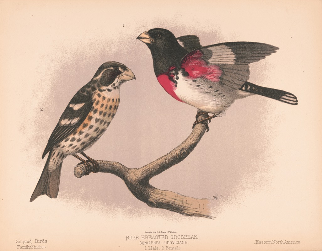 Louis Prang & Co. - Rose breasted grosbeak. Goniaphea ludoviciana. 1. Male. 2. Female