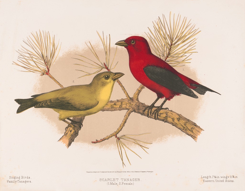 Louis Prang & Co. - Scarlet tanager. (1. Male; 2. Female)