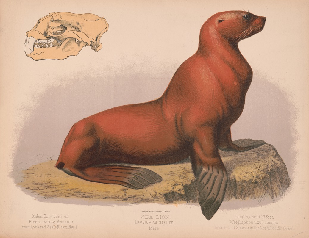 Louis Prang & Co. - Sea lion. Eumetopias stelleri. Male