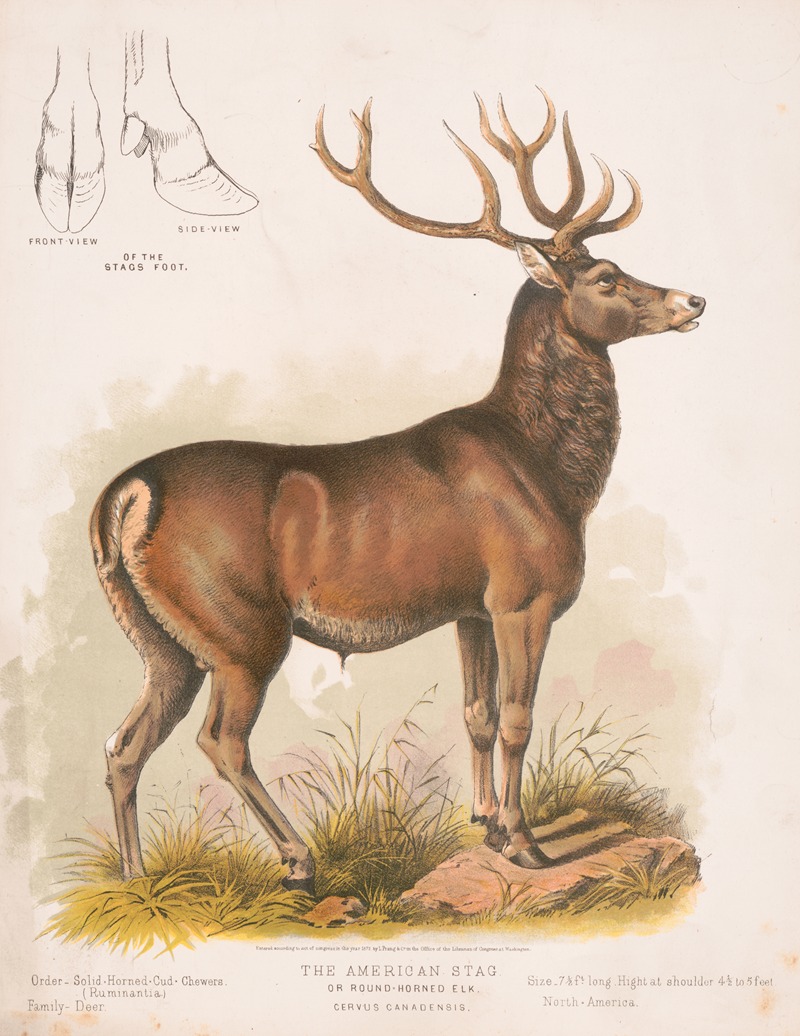 Louis Prang & Co. - The American stag or round-horned elk – Cervus Canadensis