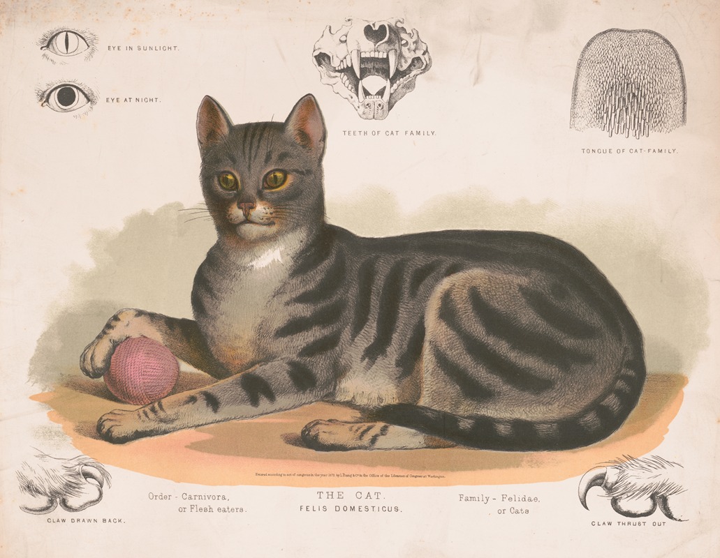 Louis Prang & Co. - The cat – Felis domesticus