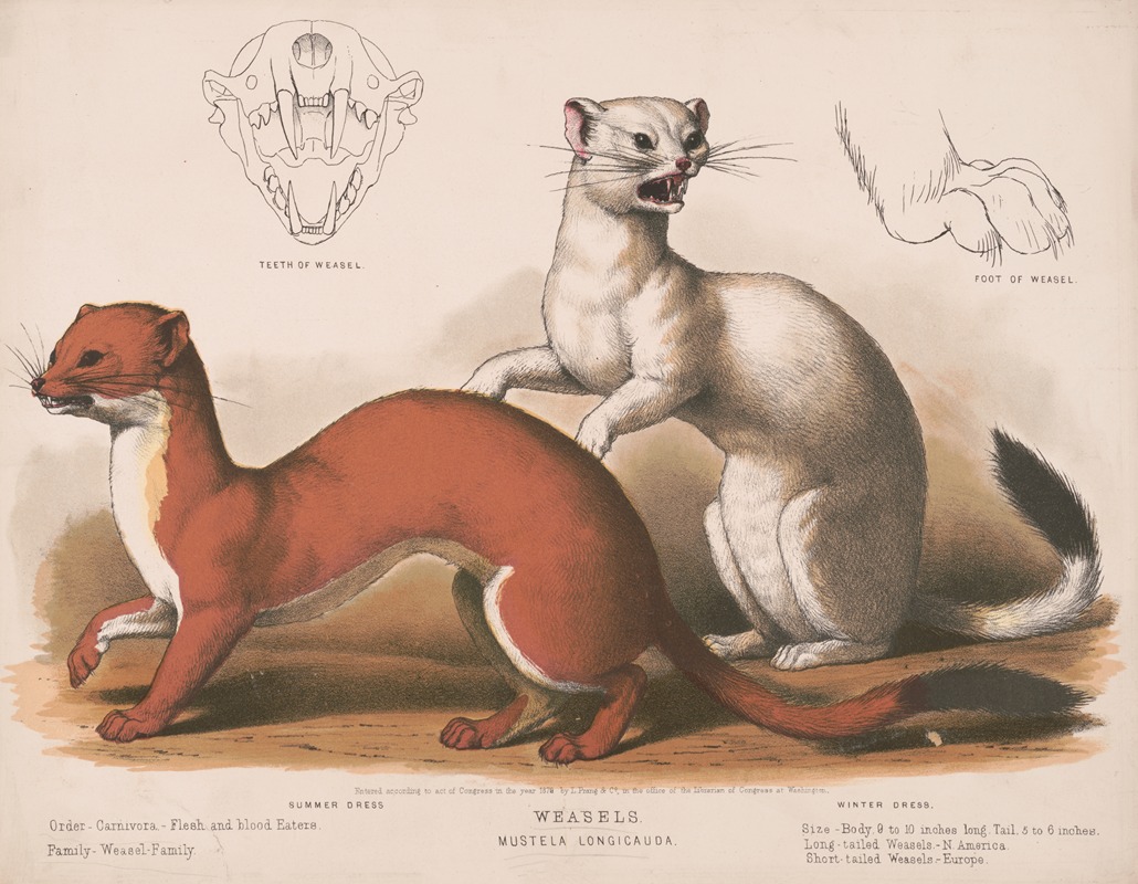 Louis Prang & Co. - Weasels. Mustela longicauda