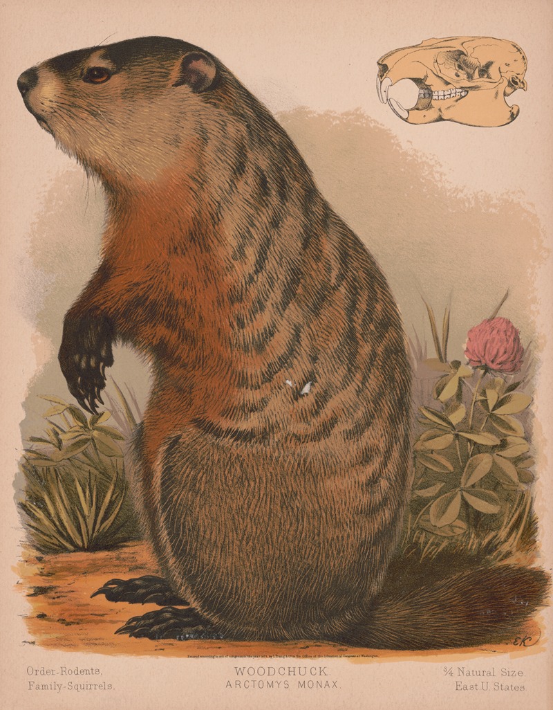 Louis Prang & Co. - Woodchuck – Arctomys monax