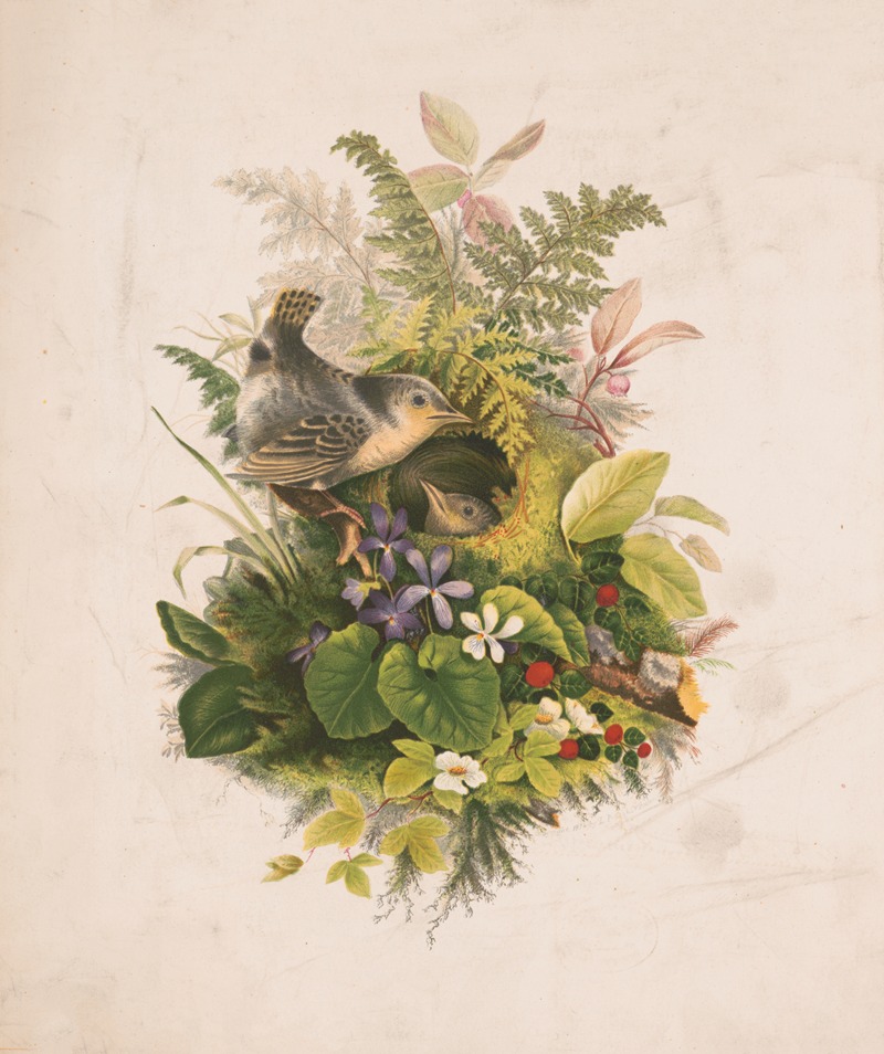 Olive E Whitney - Wren’s nest and ferns