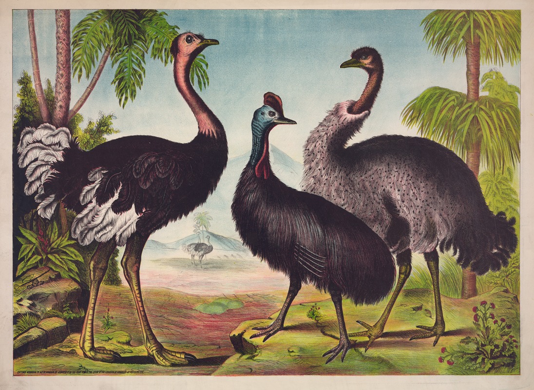 Gibson & Co. Lith - The ostrich