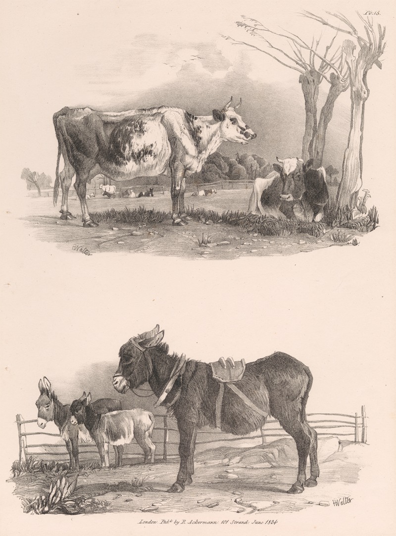 Henry Walter - Images of Livestock, Plate 15