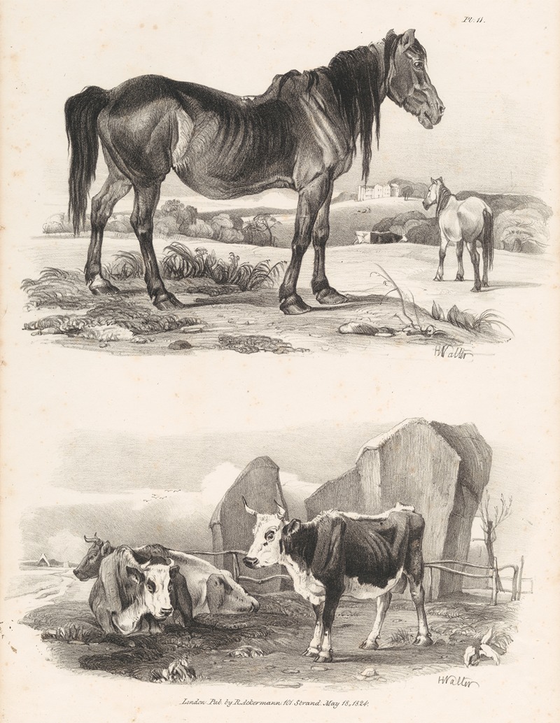 Henry Walter - Images of Livestock, Plate 11