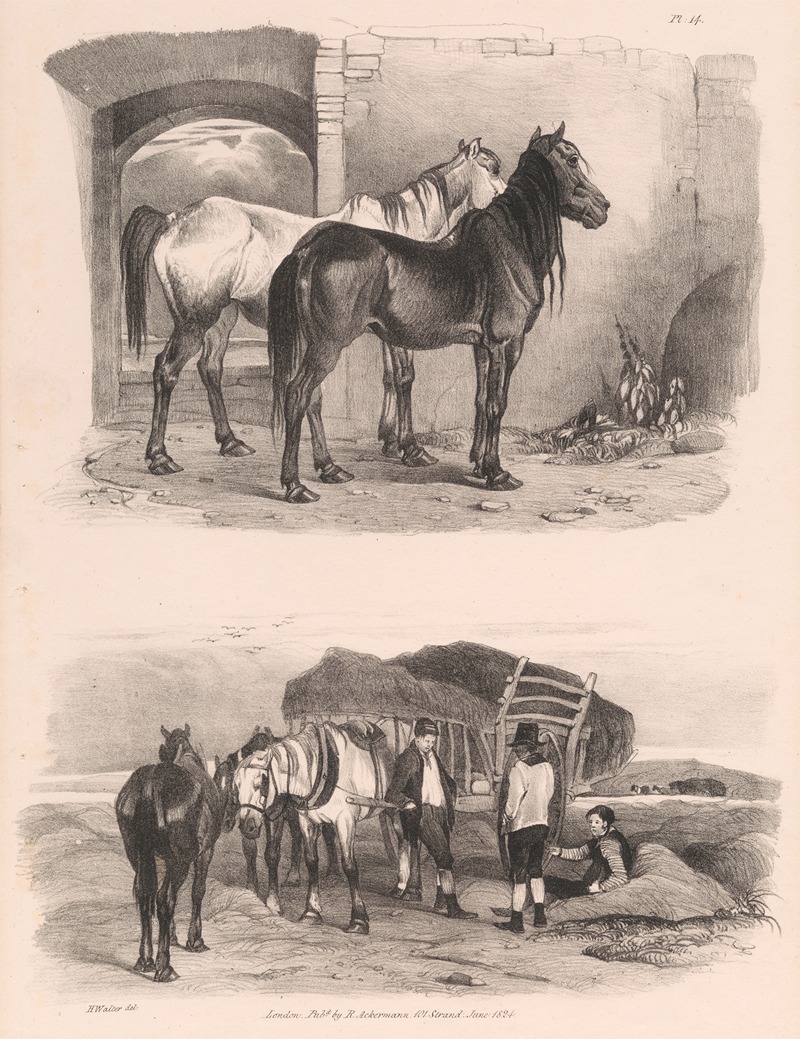 Henry Walter - Images of Livestock, Plate 14