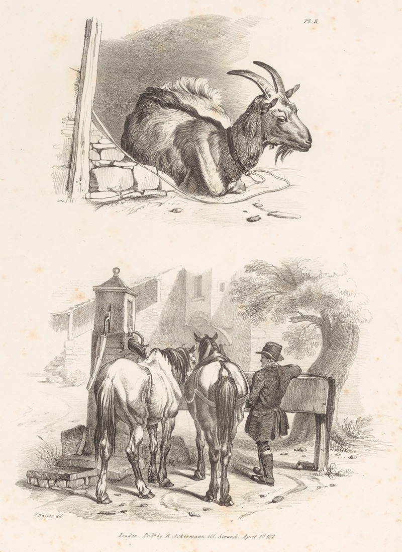 Henry Walter - Images of Livestock, Plate 3