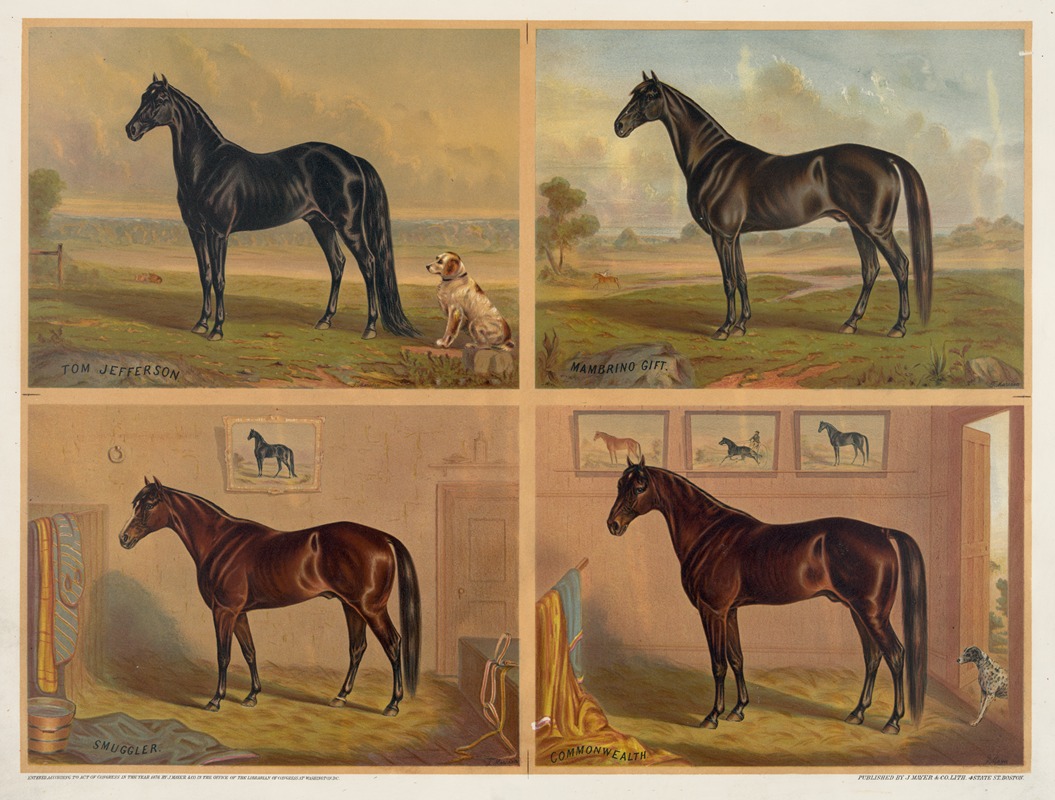 J. Mayer & Co. - Americas renowned stallions