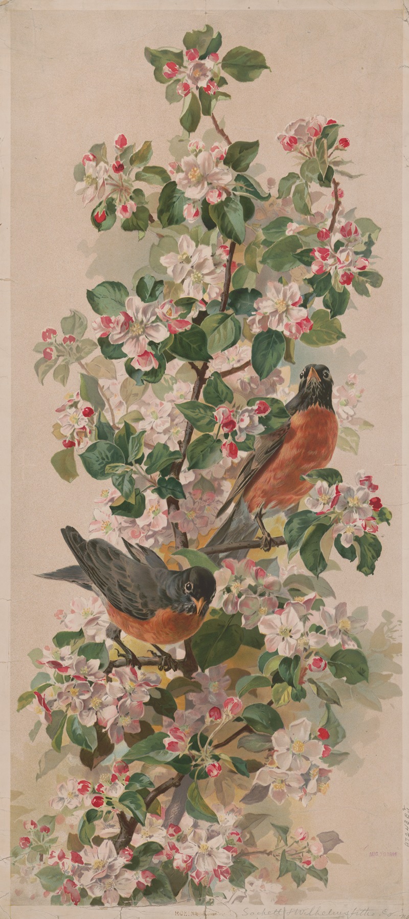 Sackett & Wilhelms Litho. - Robins