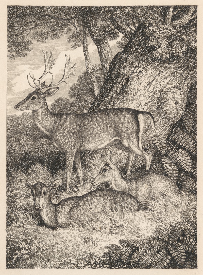 Samuel Howitt - Fallow Deer