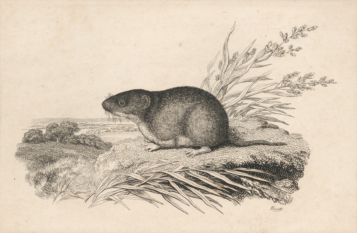 Samuel Howitt - Muskrat