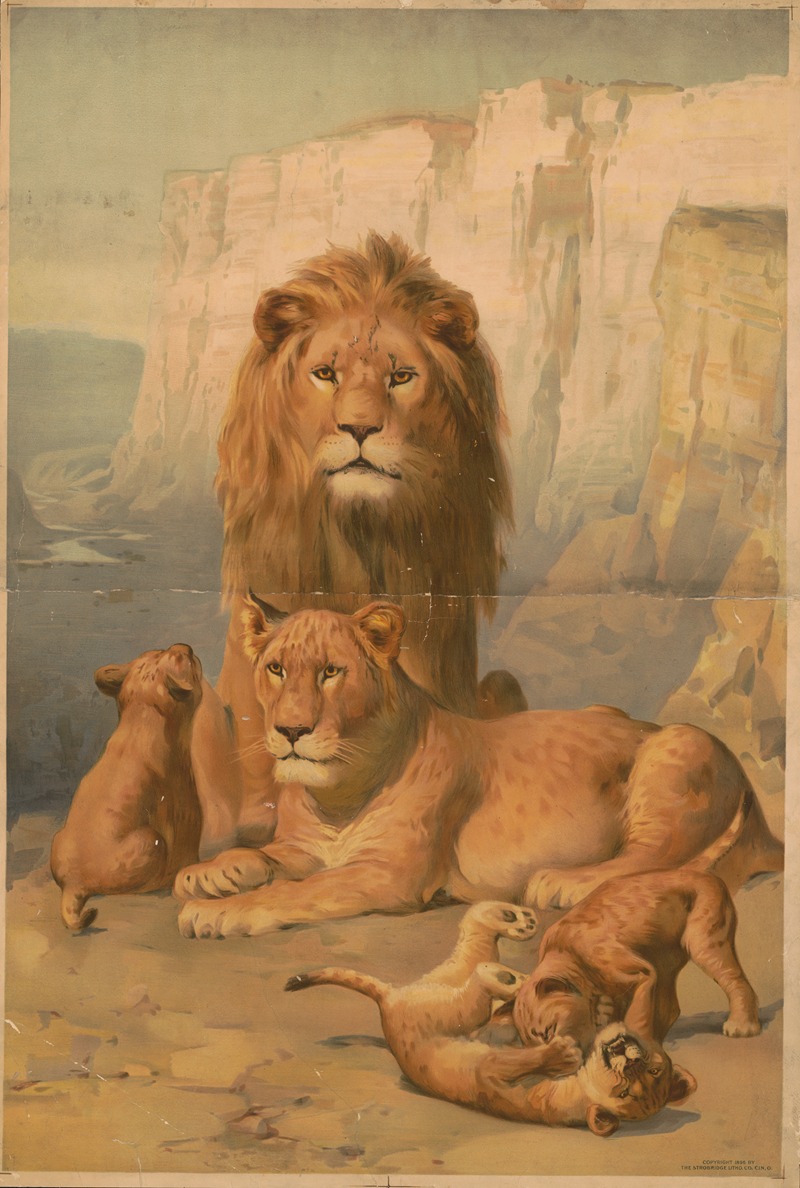 Strobridge & Co. Lith. - Female and male lions with their cubs