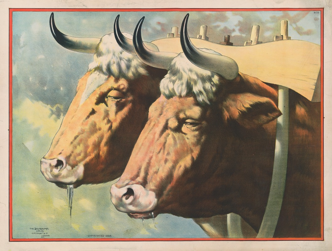 Strobridge & Co. Lith. - Two oxen, drooling