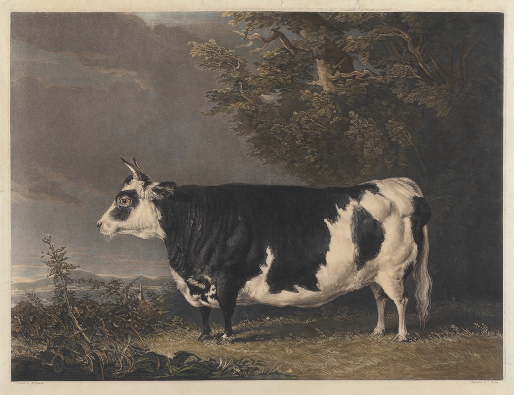 Thomas Bewick - West Highland Heifer Kyloe